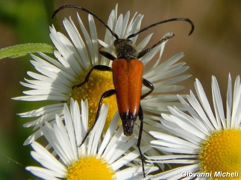 Paracorymbia fulva